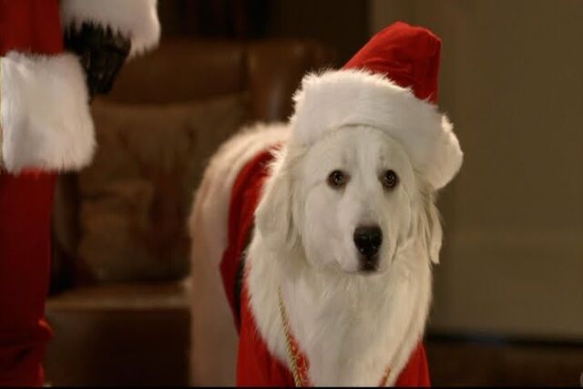 File:SantaPaws.jpg