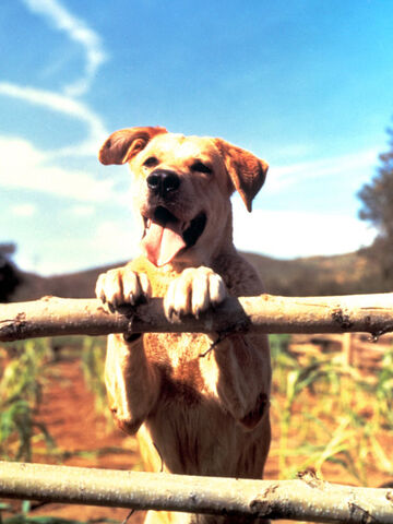 File:Old Yeller pic. 42.jpg