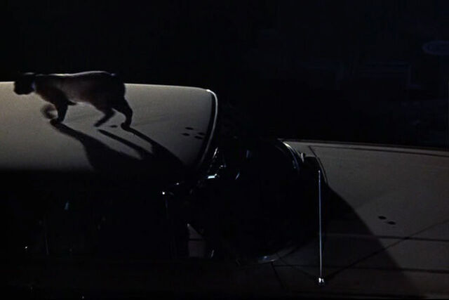 File:That-darn-cat-disneyscreencaps.com-218.jpg