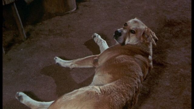 File:Old Yeller pic. 3.jpg