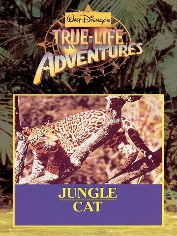 File:Jungle Cat.jpg