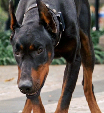 File:ElDiablo.png