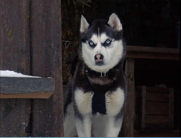 File:Demon-snow-dogs.png