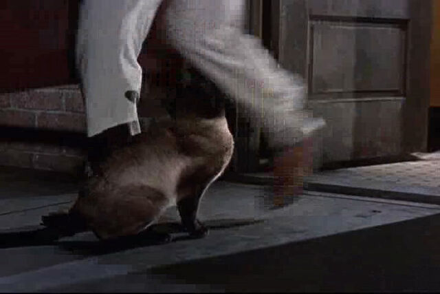File:That-darn-cat-disneyscreencaps.com-13176.jpg