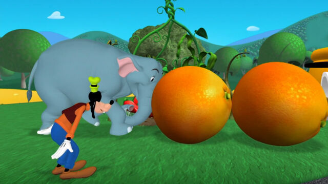 File:Elephant pushes two oranges.jpg