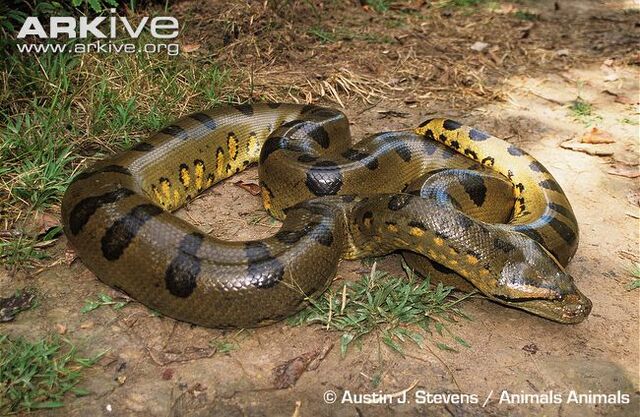 File:Green Anaconda.jpg