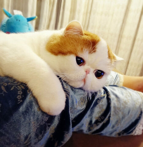 File:SNOOPY CUTENESS!.jpg