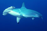 Hammerhead-sharks-pictures5