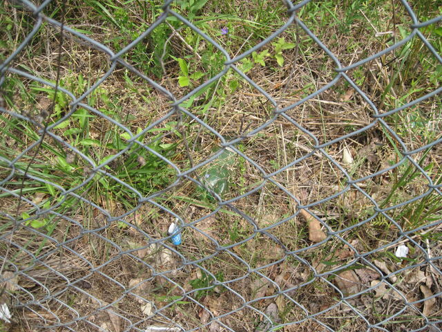 File:Nature Trail 010.jpg