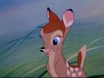 Bambi-bambi-5778390-1280-960