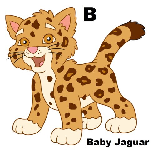 File:Baby Jagaur.jpg