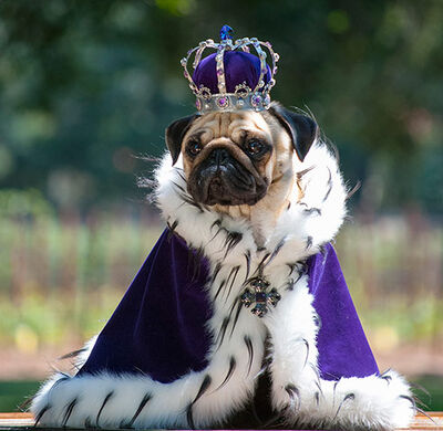 Crazy pugs