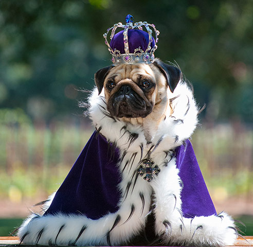 pugs fighting lions king pug disneyvillainroleplay wiki fandom powered by wikia pugs fighting lions king pug disneyvillainroleplay wiki fandom powered by wikia