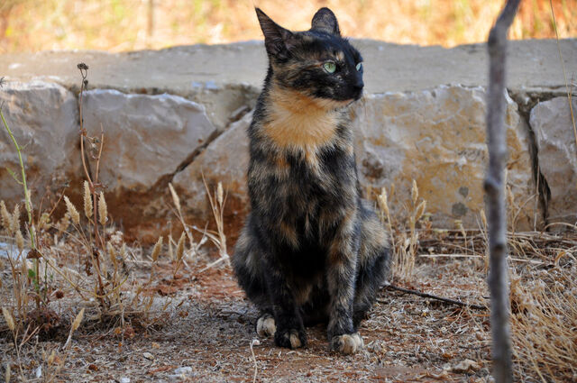 File:Amberclaw.jpg
