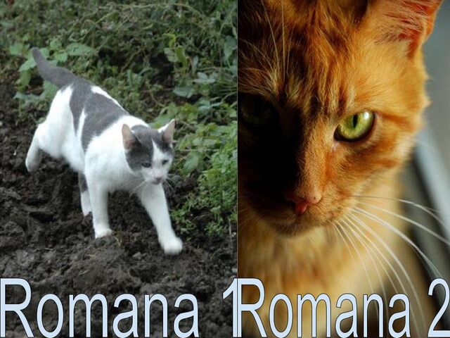 File:Romana.jpg