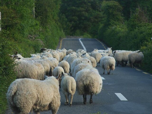 File:Moutons.jpg