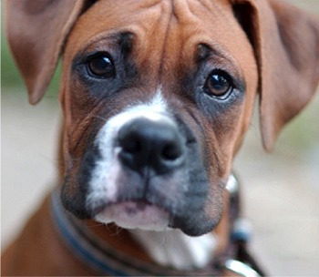 File:Boxer fanner1.jpg