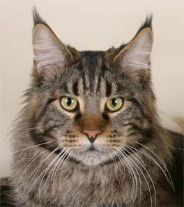 Maine Coon Dogs and Cats Wiki Fandom powered by Wikia Maine Coon Dogs and Cats Wiki Fandom powered by Wikia