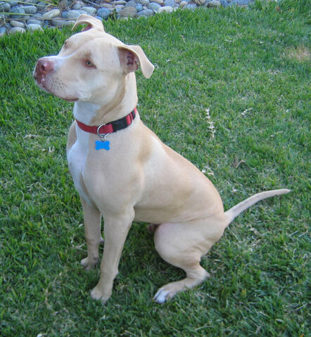 File:Pit-bull.jpg