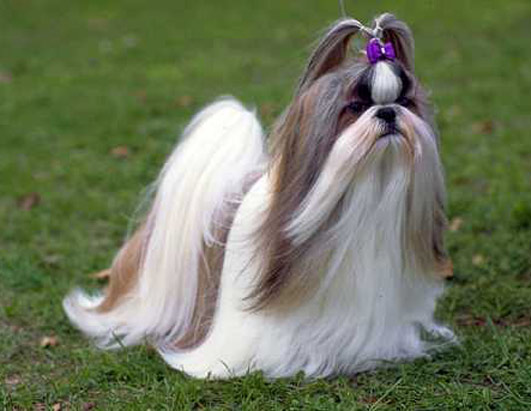 File:Shih Tzu AKC Top 10.jpg