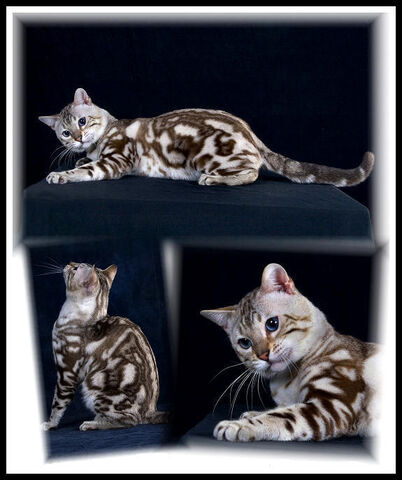 File:Snow bengal cat.jpg