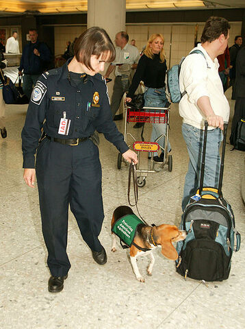 File:Beagle working.jpg