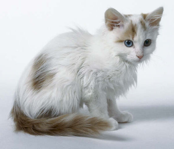 File:Turkish Van kitten.jpg