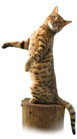 File:Bengal cat posing.jpg