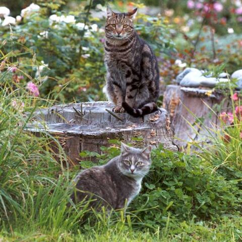 File:Cats in a garden.jpg