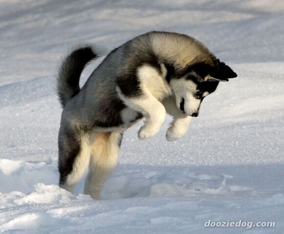 File:Siberian-Husky-1.jpg