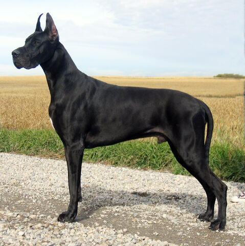 File:3180-black-great-dane-dog.jpg