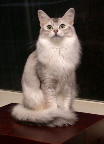 File:Somali cat.jpg
