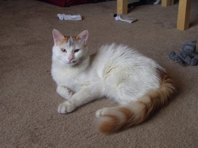 File:Turkish Van lying.jpg