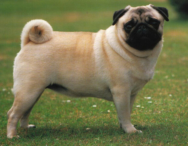File:Pug.jpg