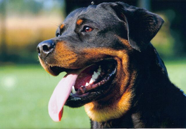 File:Rottweiler kopf 2.jpg