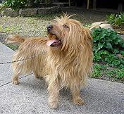 File:Australian terrier.jpg