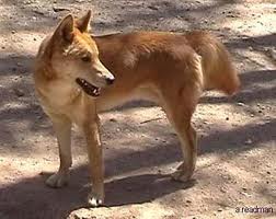 File:Australian dingo.jpg