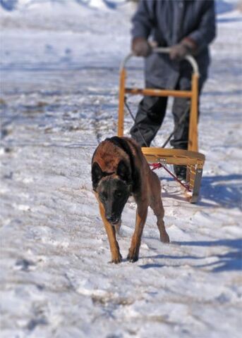 File:Belgian Malinois Pulling a Dogsled.jpg