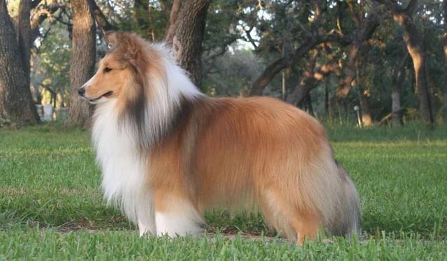 File:FullGrownSheltie.jpg