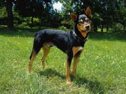 File:Australian Kelpie.jpg