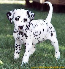 File:Dalmtian puppy.png