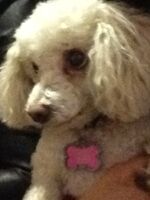 Chula