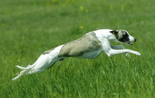 Whippet-Image-7A