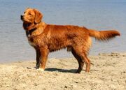 Tollers