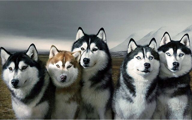 File:50775-husky-husky-wallpaper-26.jpg