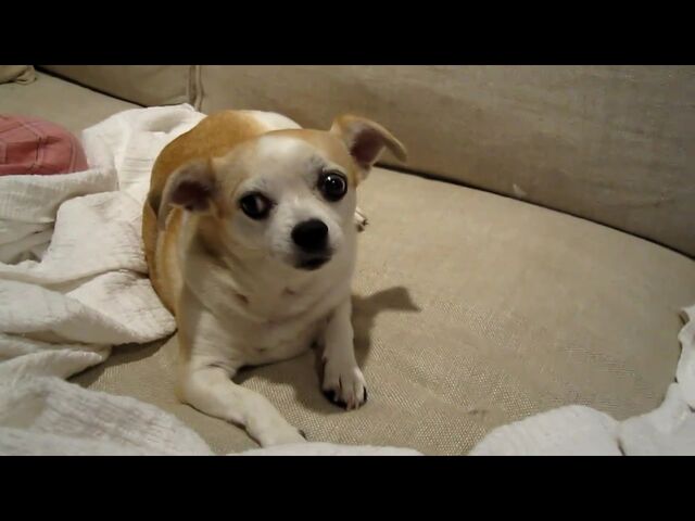 File:Chihuahua Female.jpg