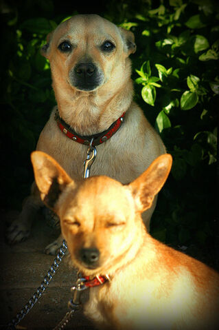 File:Gozitan Chihuahuas.jpg
