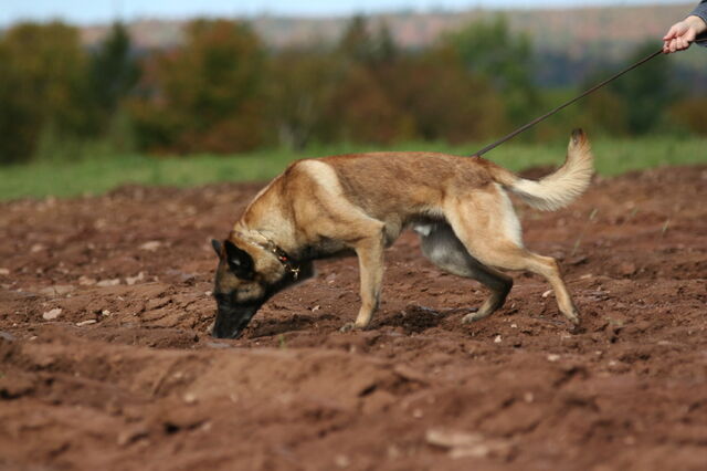 File:Belgian Malinois Tracking.jpg