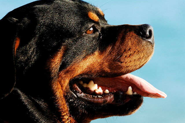 File:1280px-Rottweiler portrait.jpg