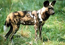 File:African wild.jpg